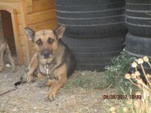 MANDY, Hund, Mischlingshund in Rumänien - Bild 9
