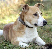 JOHN, Hund, Mischlingshund in Slowakische Republik - Bild 2
