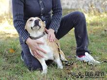 JOHN, Hund, Mischlingshund in Slowakische Republik - Bild 4