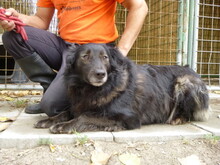 HEKTOR, Hund, Mischlingshund in Ungarn - Bild 1