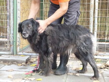 HEKTOR, Hund, Mischlingshund in Ungarn - Bild 2