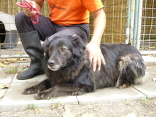 HEKTOR, Hund, Mischlingshund in Ungarn - Bild 3