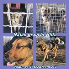 NATAN, Hund, Deutscher Schäferhund-Mix in Ungarn - Bild 13