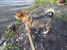 KULFON, Hund, Mischlingshund in Polen - Bild 2
