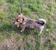 KULFON, Hund, Mischlingshund in Polen - Bild 3