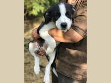 EMMY, Hund, Mischlingshund in Rumänien - Bild 2