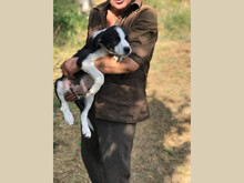 EMMY, Hund, Mischlingshund in Rumänien - Bild 3