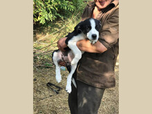 EMMY, Hund, Mischlingshund in Rumänien - Bild 4