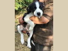 EMMY, Hund, Mischlingshund in Rumänien - Bild 5