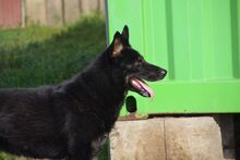 SABA, Hund, Deutscher Schäferhund-Mix in Slowakische Republik - Bild 1