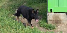 SABA, Hund, Deutscher Schäferhund-Mix in Slowakische Republik - Bild 3