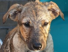 KATHY, Hund, Mischlingshund in Rumänien - Bild 1