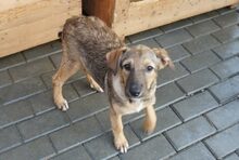 KATHY, Hund, Mischlingshund in Rumänien - Bild 2