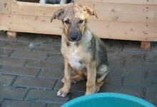 KATHY, Hund, Mischlingshund in Rumänien - Bild 3