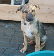 KATHY, Hund, Mischlingshund in Rumänien - Bild 4