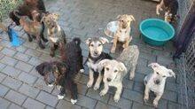 KATHY, Hund, Mischlingshund in Rumänien - Bild 5