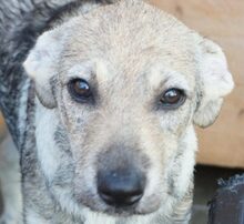 KELLY, Hund, Mischlingshund in Rumänien - Bild 1