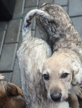 KELLY, Hund, Mischlingshund in Rumänien - Bild 2