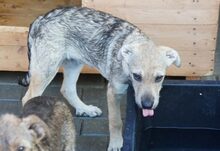 KELLY, Hund, Mischlingshund in Rumänien - Bild 3