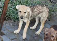 KELLY, Hund, Mischlingshund in Rumänien - Bild 4