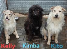 KELLY, Hund, Mischlingshund in Rumänien - Bild 5