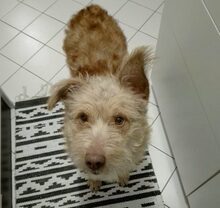 TWINGO, Hund, Mischlingshund in Rumänien - Bild 1