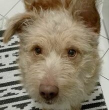TWINGO, Hund, Mischlingshund in Rumänien - Bild 2