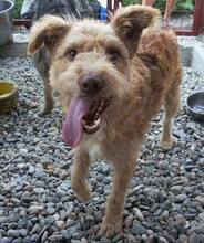 TWINGO, Hund, Mischlingshund in Rumänien - Bild 5