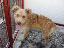 TWINGO, Hund, Mischlingshund in Rumänien - Bild 6