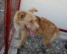 TWINGO, Hund, Mischlingshund in Rumänien - Bild 7