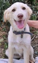 BLONDIE, Hund, Mischlingshund in Griechenland - Bild 1