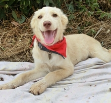 BLONDIE, Hund, Mischlingshund in Griechenland - Bild 2
