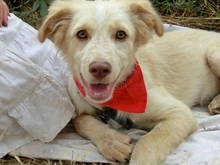 BLONDIE, Hund, Mischlingshund in Griechenland - Bild 3