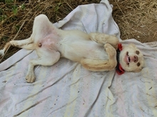 BLONDIE, Hund, Mischlingshund in Griechenland - Bild 6