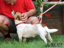 TESA, Hund, Mischlingshund in Slowakische Republik - Bild 7