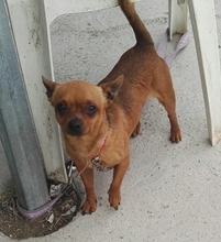 SHORTY, Hund, Chihuahua in Bargteheide - Bild 1