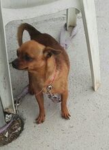 SHORTY, Hund, Chihuahua in Bargteheide - Bild 2