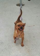SHORTY, Hund, Chihuahua in Bargteheide - Bild 4