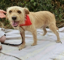 JANKIE, Hund, Mischlingshund in Griechenland - Bild 2