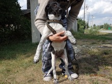RIMMY, Hund, Mischlingshund in Russische Föderation - Bild 11