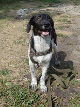 RIMMY, Hund, Mischlingshund in Russische Föderation - Bild 14
