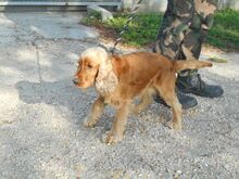 DUMBI, Hund, Cocker Spaniel in Ungarn - Bild 5