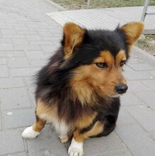 TIGANU, Hund, Mischlingshund in Rumänien - Bild 1