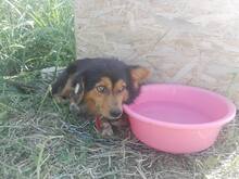TIGANU, Hund, Mischlingshund in Rumänien - Bild 2