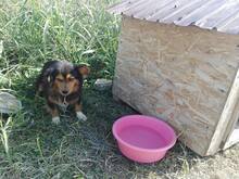 TIGANU, Hund, Mischlingshund in Rumänien - Bild 3
