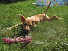 HAJNI, Hund, Mischlingshund in Ungarn - Bild 3