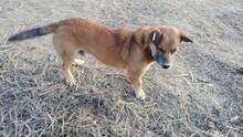 SCOOBY, Hund, Mischlingshund in Rumänien - Bild 2