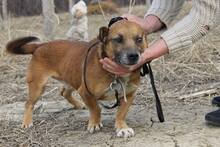 SCOOBY, Hund, Mischlingshund in Rumänien - Bild 3