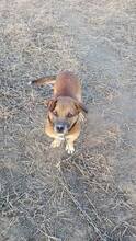 SCOOBY, Hund, Mischlingshund in Rumänien - Bild 4