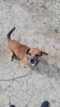 SCOOBY, Hund, Mischlingshund in Rumänien - Bild 5